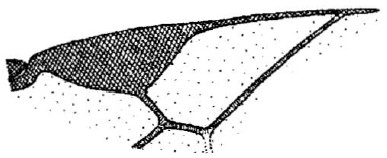 part of fore wing (copy)