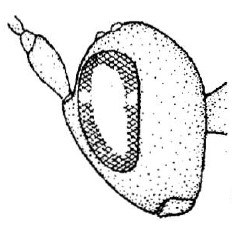 head in lateral view (copy)