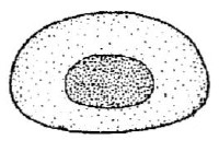 apical aperture of male carapace