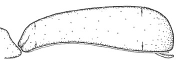 ♀ carapace in lateral view