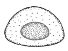  apical foramen of male carapace in frontal view.