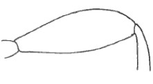 hind femur