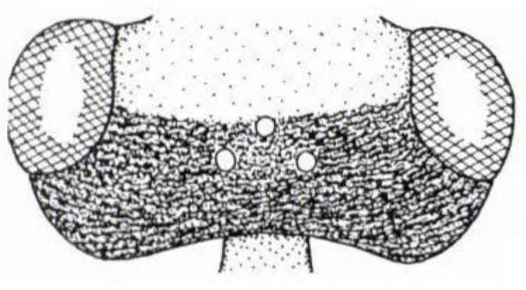 ♀  head in dorsal view
