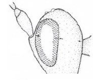 head in lateral view
