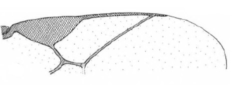 distal part of right fore wing