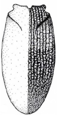 carapace in dorsal view with its sculpture on its right half