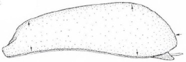 carapace in lateral view