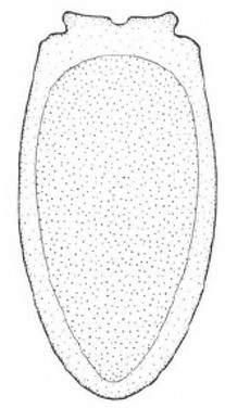 carapace in ventral view