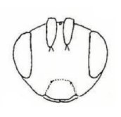 ♀ head, frontal view