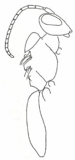 ♀ body, lateral view