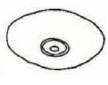 ♂ posterior end
