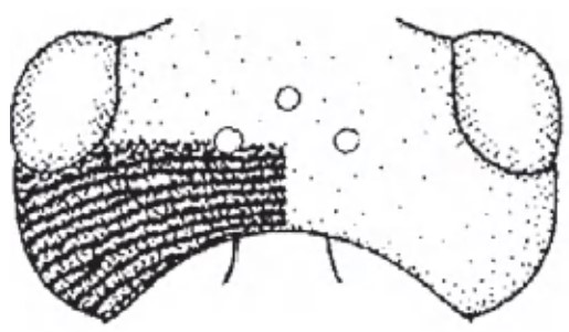 Head in dorsal view