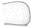 posterior end of carapace in lateral view: ♂ 