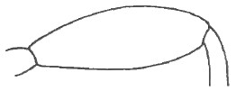 hind femur