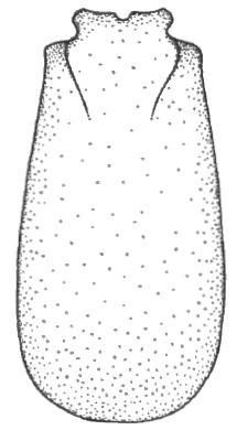 carapace of female in dorsal view