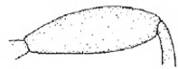 Hind femur