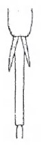 Pair of spurs of hind tibia