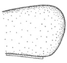 posterior end of carapace in lateral view: ♀ 