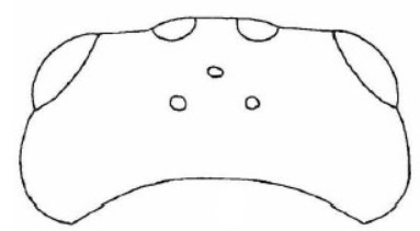 head, dorsal view