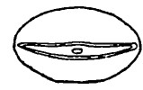 ♂ metasoma, posterior view