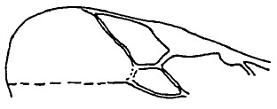 part of fore wing