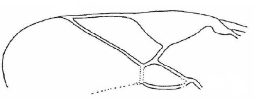 part of fore wing