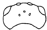 head, dorsal view