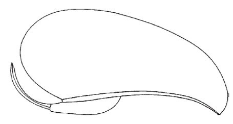 Metasoma, lateral view