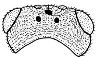 head, dorsal view