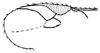 fore wing