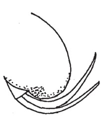 apex of metasoma, lateral view
