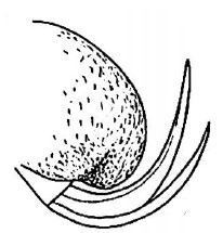 apex of metasoma, lateral view