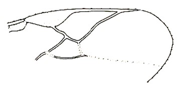 marginal cell of fore wing