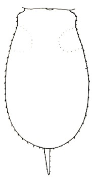 metasoma, dorsal aspect