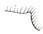 propodeal tubercle