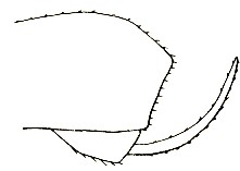 apex of metasoma, lateral aspect (with ovipositor exerted, usually more or less retracted)