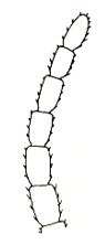 apex of antenna 