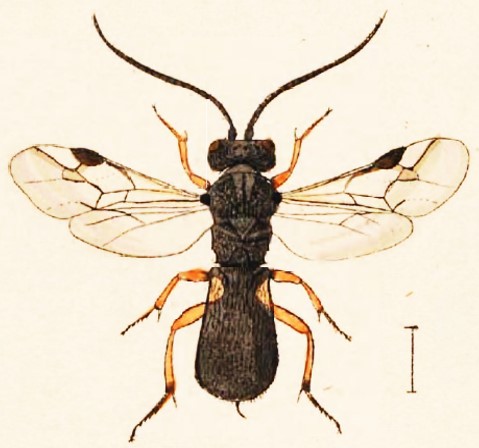 habitus