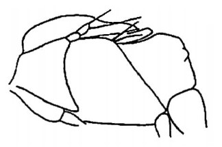 mesonotum in lateral view