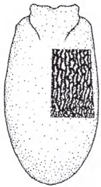 Carapace in dorsal view with indication of its sculpture