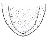 Posterior end of carapace in ventral view.