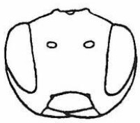 head, lateral view