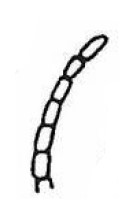 apex of antenna