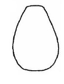 metasoma in dorsal view