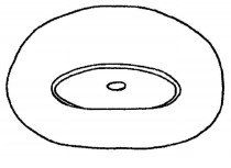 ♂ metasoma, posterior view