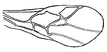 fore wing