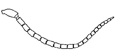 ♂ antenna