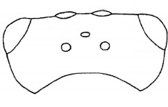 head, dorsal view