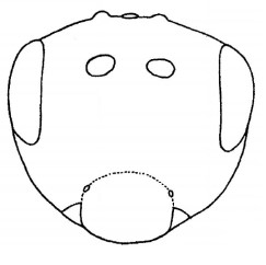head, frontal view