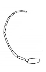 ♀ antenna